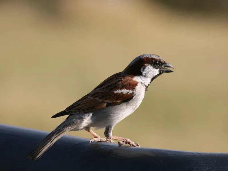 Photograph by Piyush Grover (6)