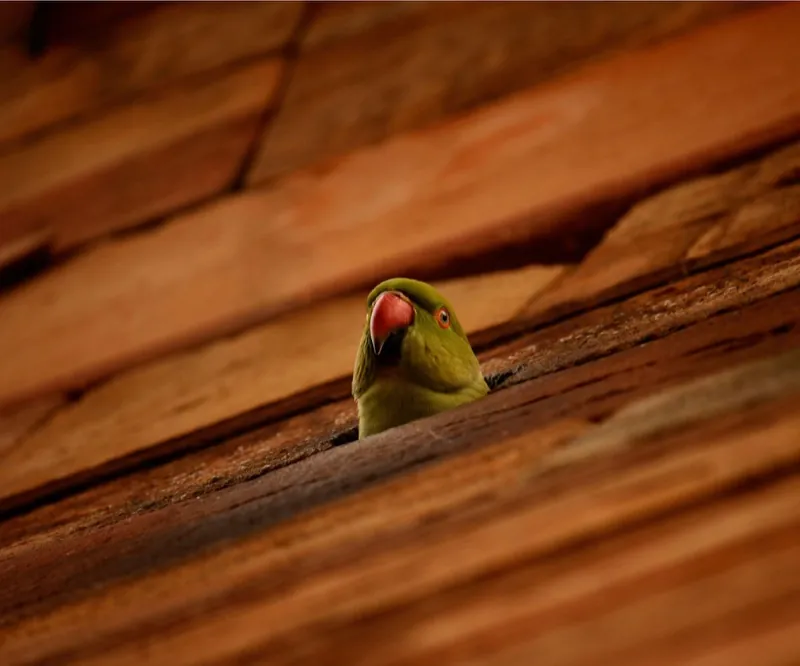 Photograph by Piyush Grover (5)
